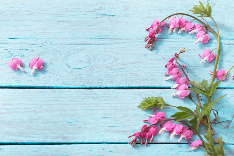 Bleeding heart flowers on wooden background. Bleeding heart flowers on wooden background