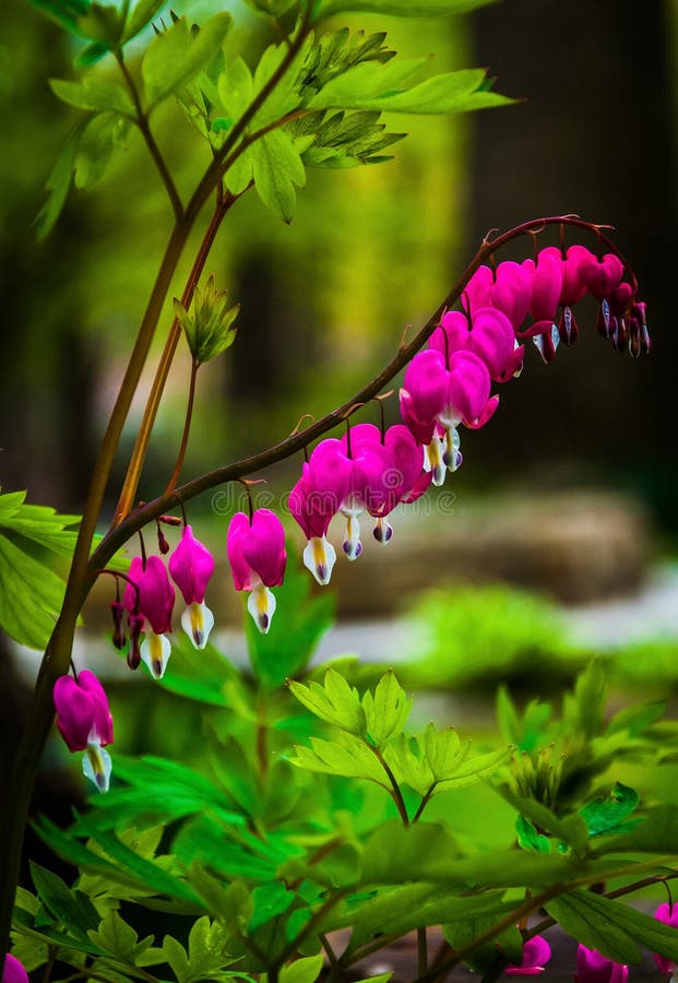 Bleeding hearts flowers surrounded by green leaves. Bleeding hearts flowers surrounded by green leaves.