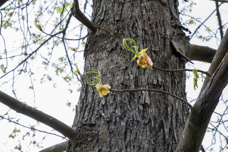 Fleurs de fleur d'hickory sur l'arbre photo stock Fleurs de fleur d'hickory sur l'arbre photo stock