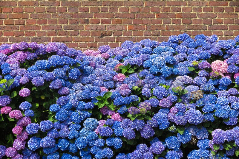 Fleurs de floraison bleues et pourpres de hortensia contre le mur de briques rouge de la vieille maison néerlandaise de ferme - P images stock Fleurs de floraison bleues et pourpres de hortensia contre le mur de briques rouge de la vieille maison néerlandaise de ferme - P images stock