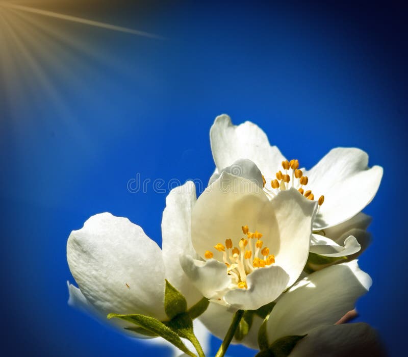 Fleurs de floraison d'officinale de Jasminum d'arbre de jasmin, ?t?, l'Europe photographie stock libre de droits Fleurs de floraison d'officinale de Jasminum d'arbre de jasmin, ?t?, l'Europe photographie stock libre de droits