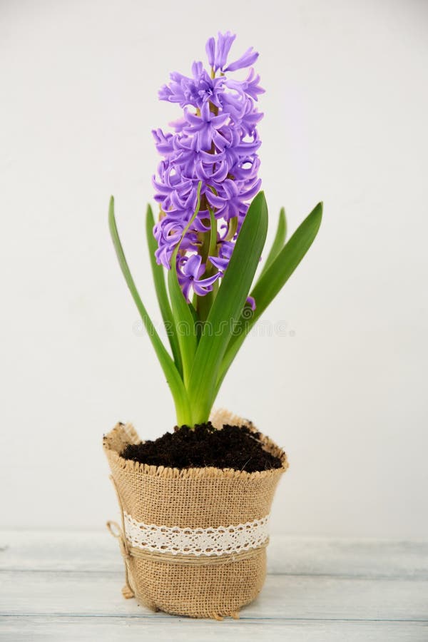 Fleurs De Floraison De Jacinthe Violette Dans Le Pot Photo stock - Image du  frais, flore: 110332090