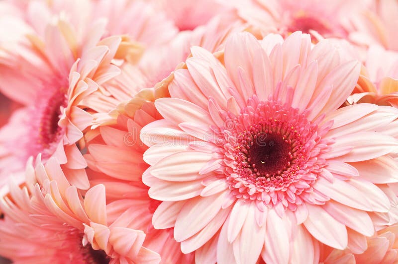 Fleurs de floraison de rose de gerbera d'été/automne photos libres de droits Fleurs de floraison de rose de gerbera d'été/automne photos libres de droits