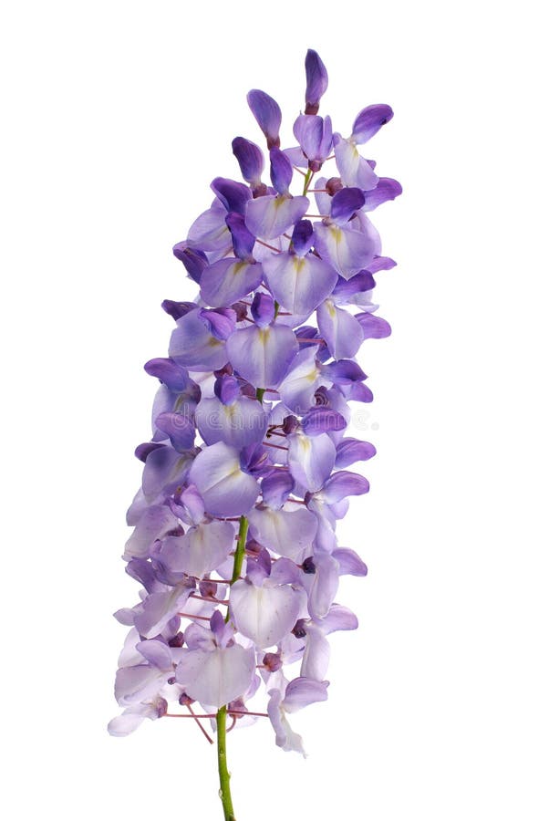 Fleurs de glycines photographie stock Fleurs de glycines photographie stock