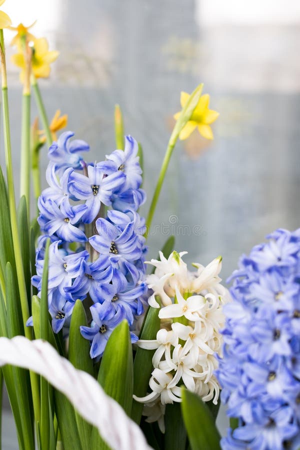 Fleurs De Jacinthe De Ressort Photo stock - Image du floraison, rideau:  142662964