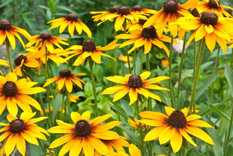 Fleurs de jardin image libre de droits