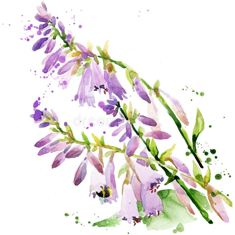 Fleurs de jardin d'été Illustration d'aquarelle illustration libre de droits Fleurs de jardin d'été Illustration d'aquarelle illustration libre de droits