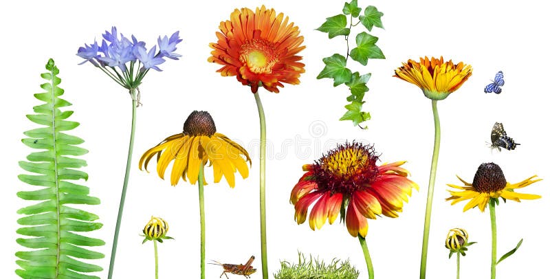 Fleurs de jardin de source photo libre de droits Fleurs de jardin de source photo libre de droits