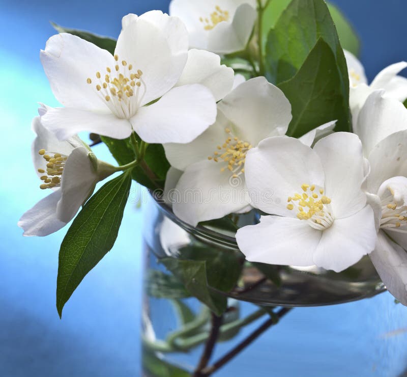 Fleurs de jasmin au-dessus de fond bleu images stock Fleurs de jasmin au-dessus de fond bleu images stock