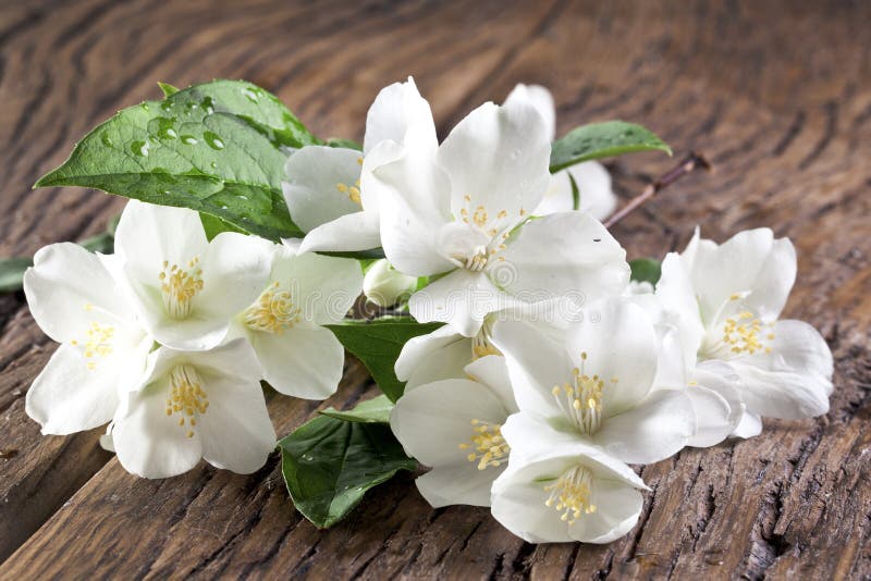 Fleurs de jasmin au-dessus de vieille table en bois photo stock Fleurs de jasmin au-dessus de vieille table en bois photo stock