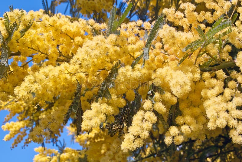 Fleurs de l'acacia argenté image stock. Image du arbre - 15587175