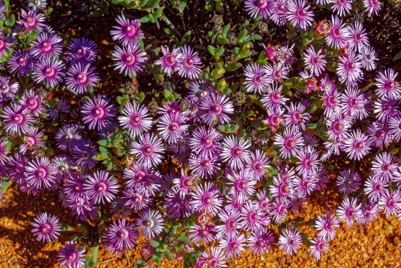 Fleurs De La Plante De Glace Mauve Ruschia à Gifberg Photo stock - Image du  arbuste, violette: 228762686
