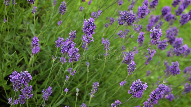 Fleurs de lavande pourpre balancent dans l'irlande de la brise banque de vidéos