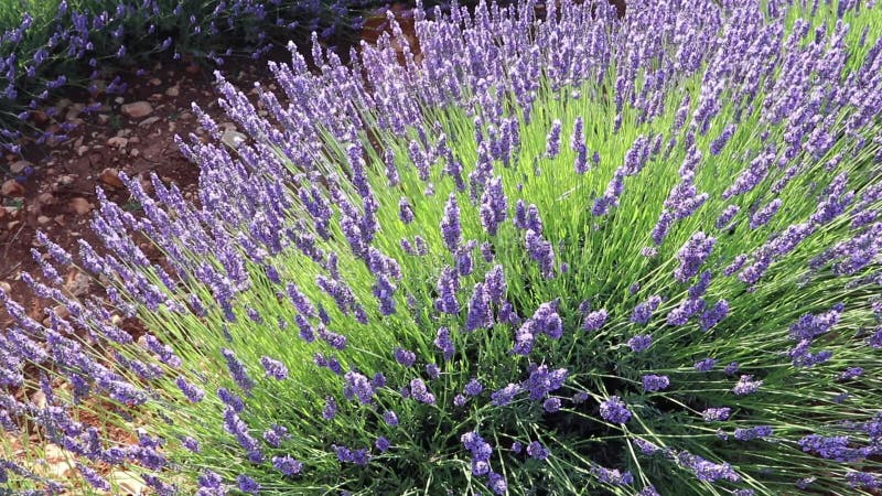 Fleurs de lavande pourpre qui se balancent dans le vent au champ. banque de vidéos