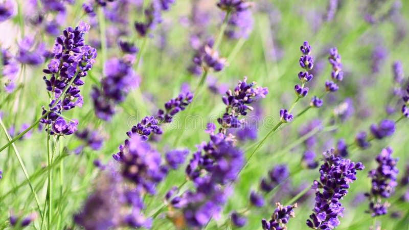 Fleurs de lavande pourpre s'élancent dans le vent clips vidéos