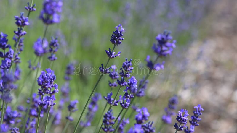 Fleurs de lavande pourpre se balançant dans le closeup vent banque de vidéos
