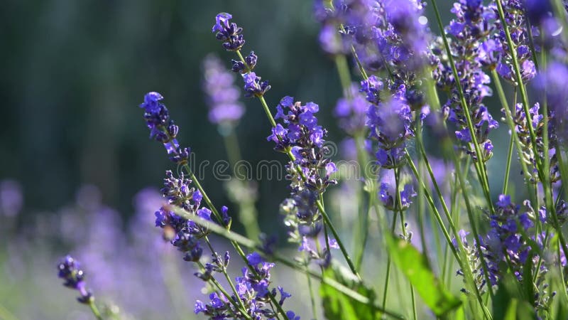 Fleurs de lavande violette sur un champ dans la pluie gouttes banque de vidéos
