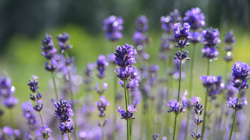 Fleurs de lavande violette sur un champ dans la pluie gouttes banque de vidéos