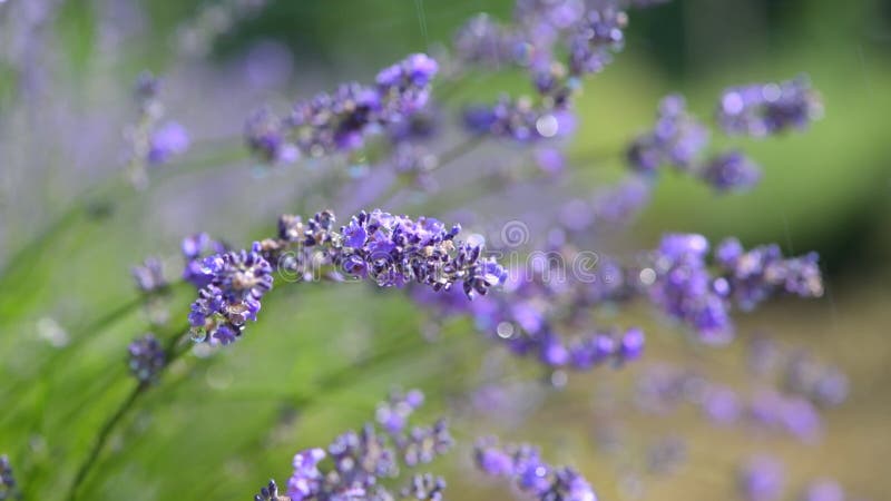 Fleurs de lavande violette sur un champ dans la pluie gouttes banque de vidéos