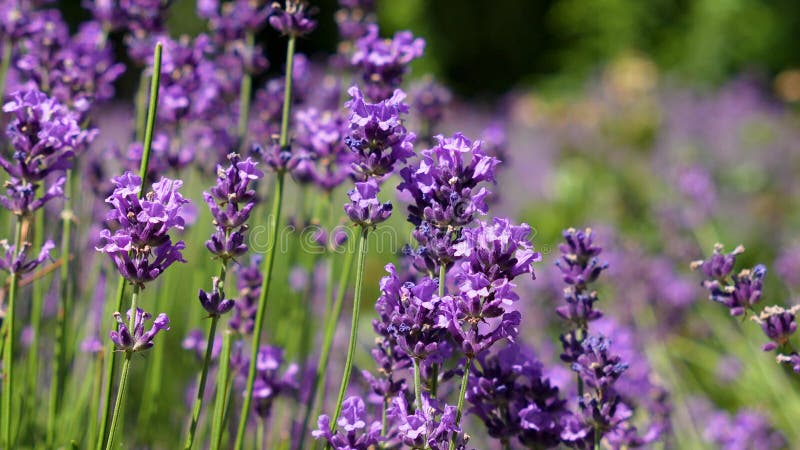 Fleurs de lavande violette vibrantes fleurissant dans un jardin d'été éclairé par le soleil avec un arrière-plan vert doux. Focus banque de vidéos
