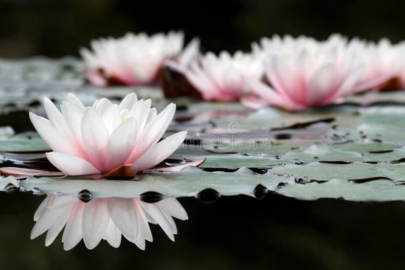 Fleurs de lotus blanc