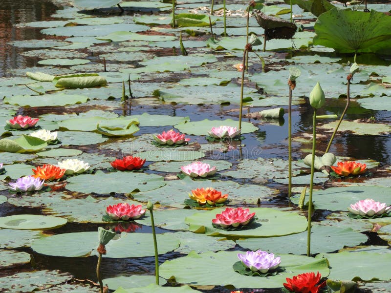 Fleurs de Lotus, bourgeon et cosse de graine image stock Fleurs de Lotus, bourgeon et cosse de graine image stock