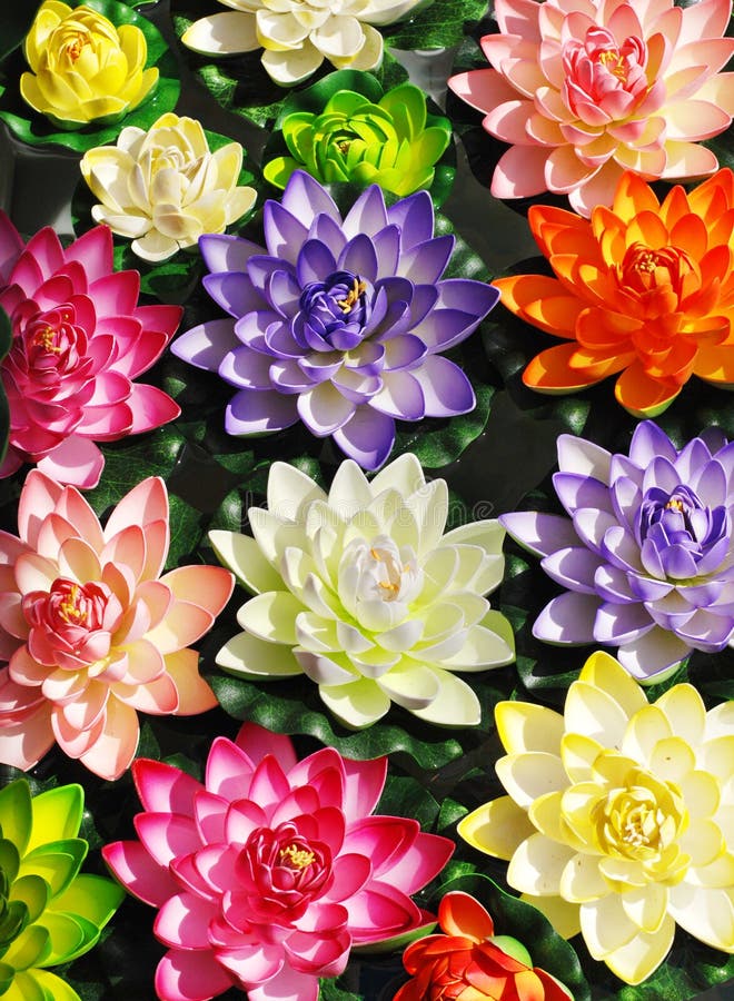 Fleurs de lotus colorées