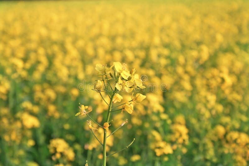Fleurs De Moutarde En Pleine Floraison Dans Des Domaines De Moutarde Photo stock - Image du ...