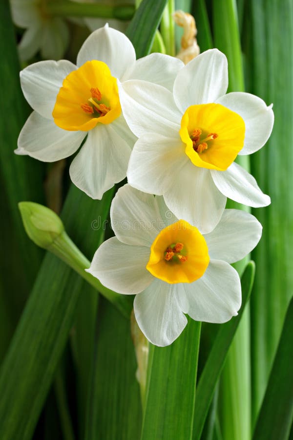 Fleurs de narcisse image stock. Image du prêté, vert - 23261079