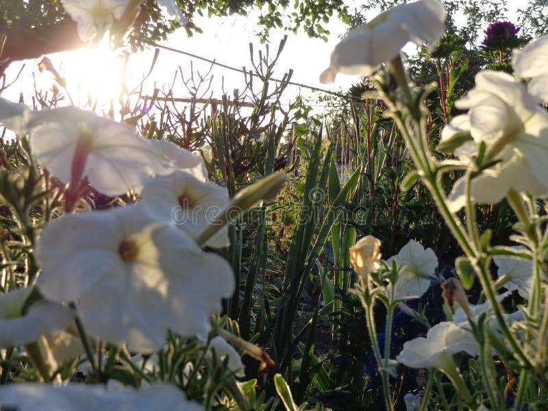 Fleurs De Pétunya Blanche Dans Le Jardin Aux Rayons Du Soleil Du Matin  Photo stock - Image du barrière, maison: 162817758