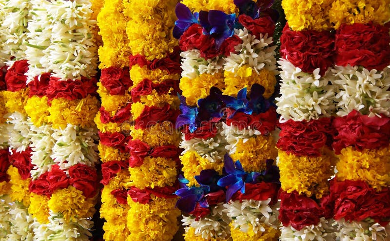 Fleurs de peu d'Inde image libre de droits Fleurs de peu d'Inde image libre de droits