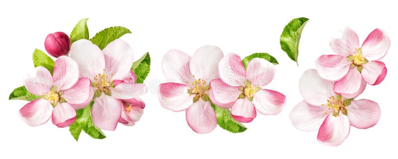 Apple tree blossoms with green leaves isolated on white background. Spring flowers set. Apple tree blossoms with green leaves isolated on white background. Spring flowers set