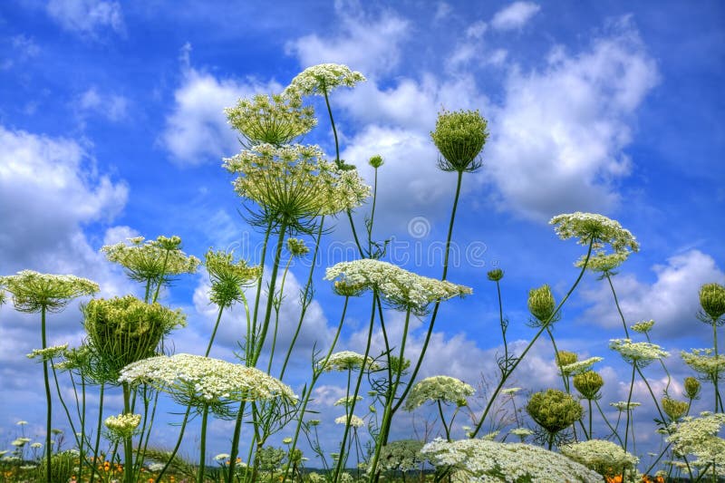 Fleurs de prairie contre le ciel bleu photographie stock libre de droits Fleurs de prairie contre le ciel bleu photographie stock libre de droits