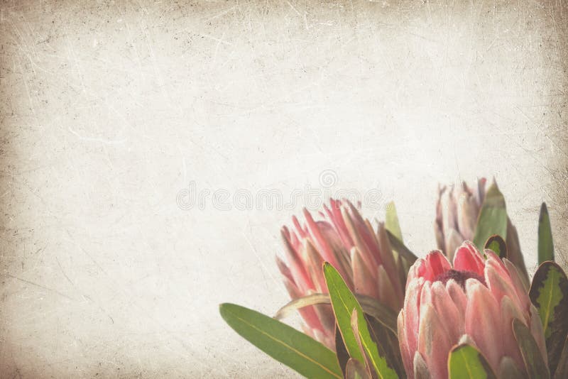 Fleurs de Protea sur le fond de papier de cru photo libre de droits Fleurs de Protea sur le fond de papier de cru photo libre de droits