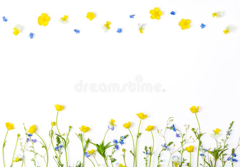 Fleurs de pré avec des renoncules et des pensées de champ d'isolement sur le fond blanc Vue supérieure avec l'espace de copie photographie stock Fleurs de pré avec des renoncules et des pensées de champ d'isolement sur le fond blanc Vue supérieure avec l'espace de copie photographie stock