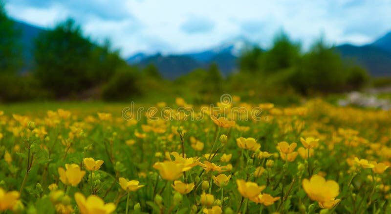 Fleurs de pré, nature de montagne, été La photo dépeint un ple images stock Fleurs de pré, nature de montagne, été La photo dépeint un ple images stock