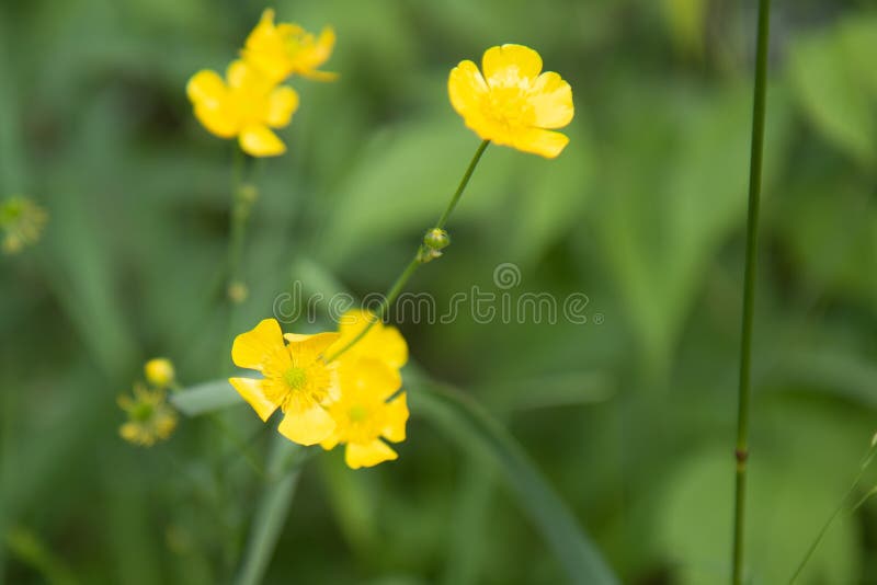 Fleurs de renoncule en été photo stock Fleurs de renoncule en été photo stock