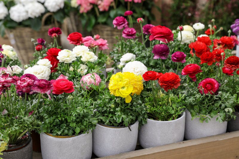 Fleurs De Renoncule Ou Asiaticus Persanes Colorées De Ranunculus Mis En Pot  En Vente Dans Le Magasin De Jardin Image stock - Image du botanique,  heureux: 137688541