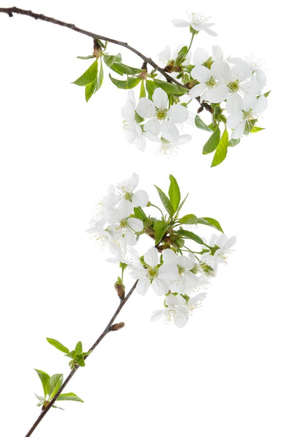 Fleurs de ressort de cerise avec les feuilles vertes sur la branche d'arbre d'isolement sur le fond blanc photographie stock libre de droits Fleurs de ressort de cerise avec les feuilles vertes sur la branche d'arbre d'isolement sur le fond blanc photographie stock libre de droits