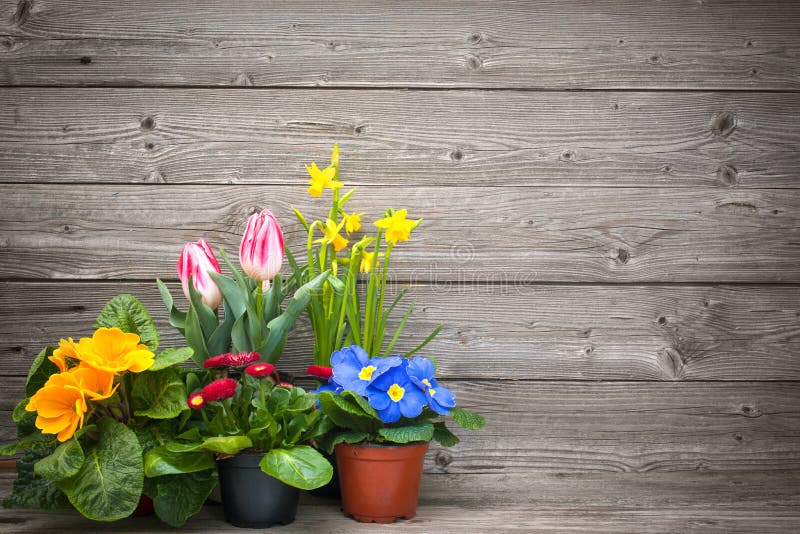 Fleurs de ressort dans des pots sur le fond en bois images libres de droits Fleurs de ressort dans des pots sur le fond en bois images libres de droits