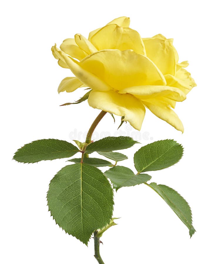 Fleurs de rose jaune avec feuilles Roses de jardin isolées sur fond blanc avec chemin d'écrêtage images stock