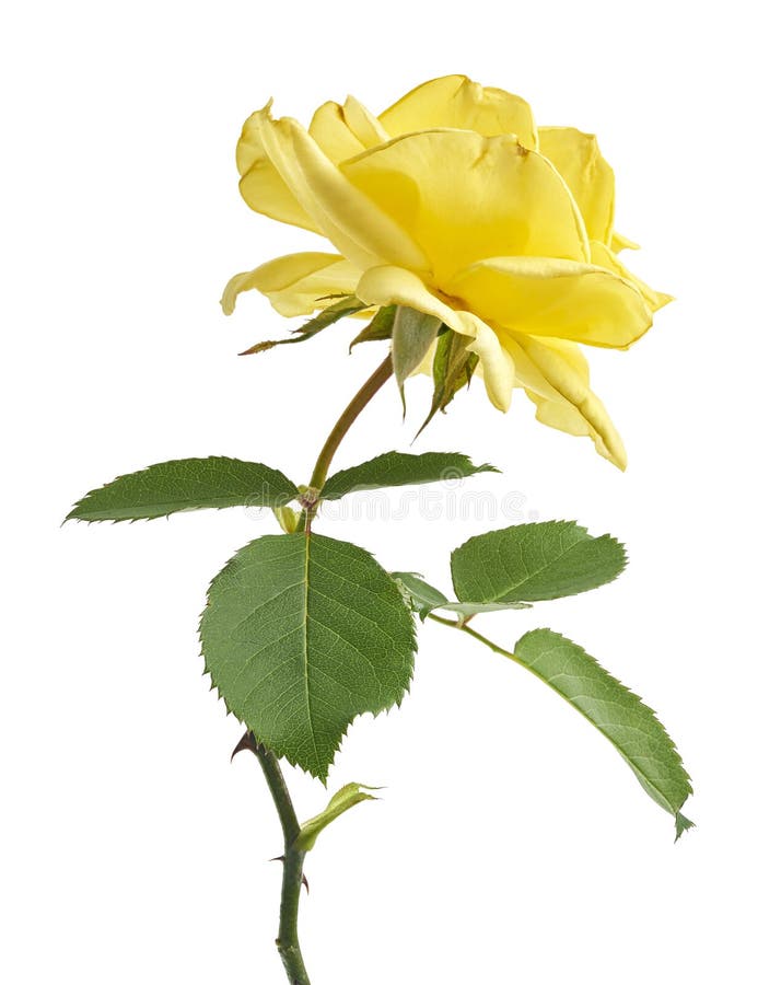 Fleurs de rose jaune avec feuilles Roses de jardin isolées sur fond blanc avec chemin d'écrêtage photo stock