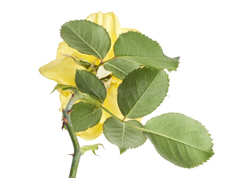 Fleurs de rose jaune avec feuilles Roses de jardin isolées sur fond blanc avec chemin d'écrêtage image libre de droits