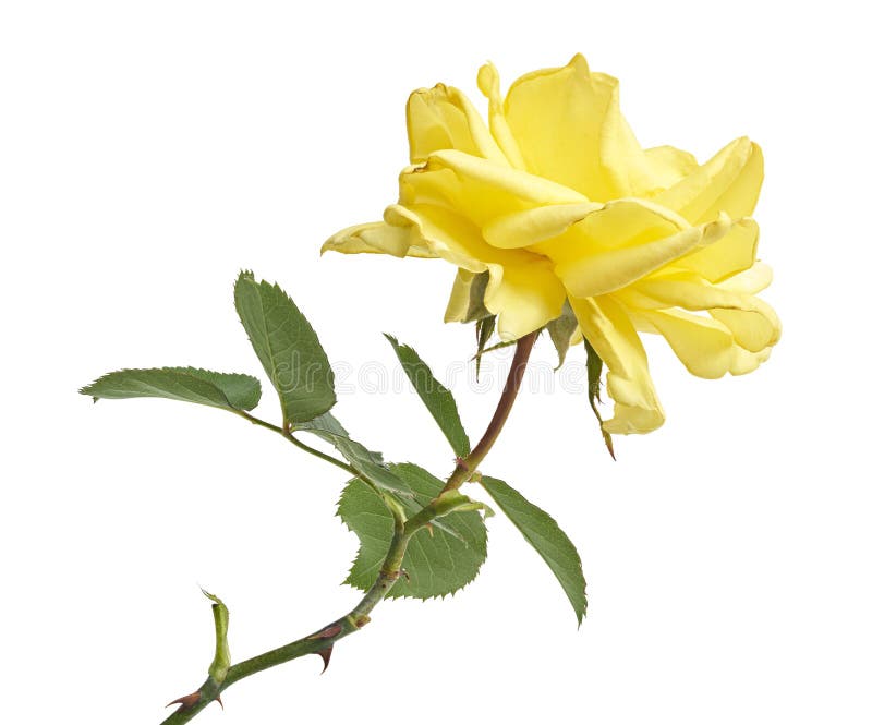 Fleurs de rose jaune avec feuilles Roses de jardin isolées sur fond blanc avec chemin d'écrêtage photographie stock