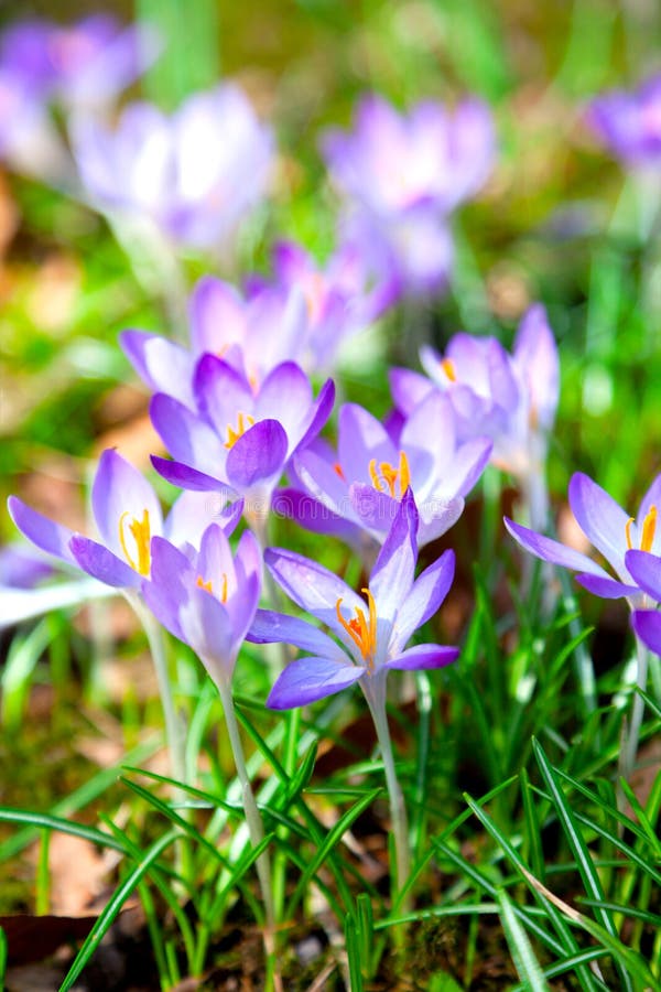 Fleurs de safran image libre de droits Fleurs de safran image libre de droits