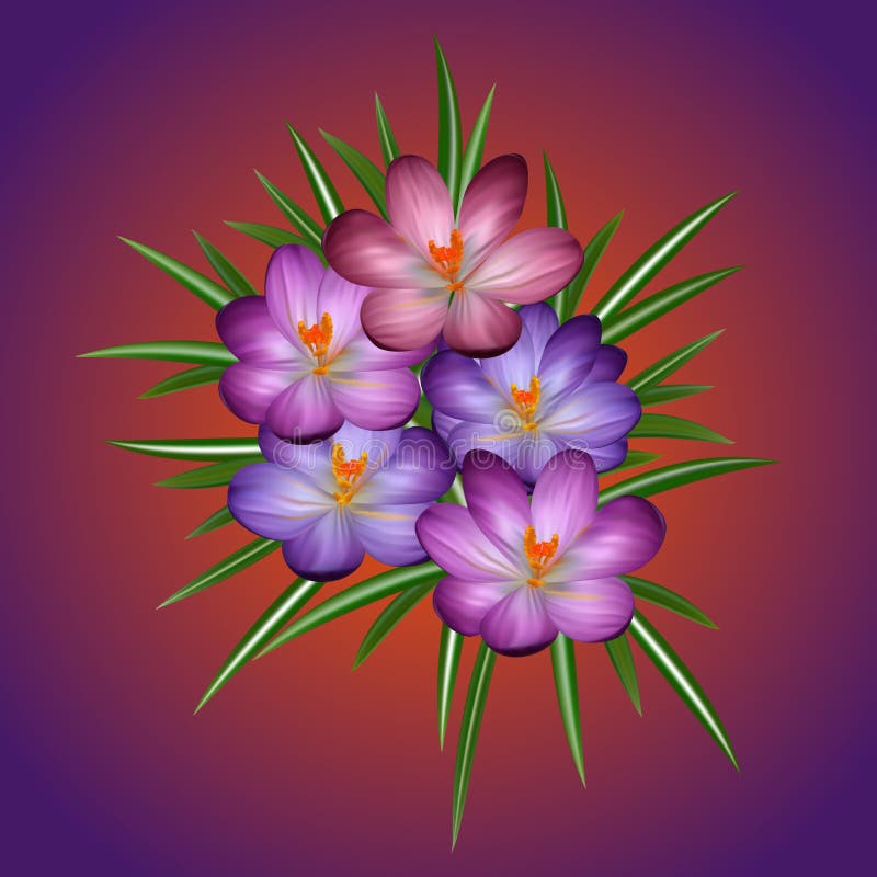 Fleurs de safran en soleil de printemps illustration de vecteur Fleurs de safran en soleil de printemps illustration de vecteur