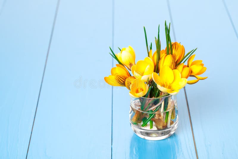 Fleurs de safran en soleil de printemps photos stock Fleurs de safran en soleil de printemps photos stock