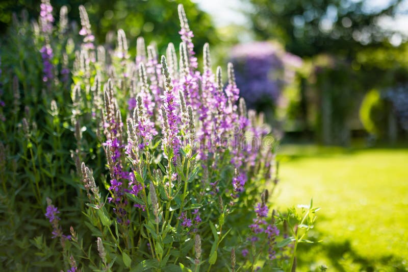 Purple loosestrife flowers blossoming in the garden on sunny summer day. Lythrum tomentosum or spiked loosestrife on a flower bed outdoors. Purple loosestrife flowers blossoming in the garden on sunny summer day. Lythrum tomentosum or spiked loosestrife on a flower bed outdoors