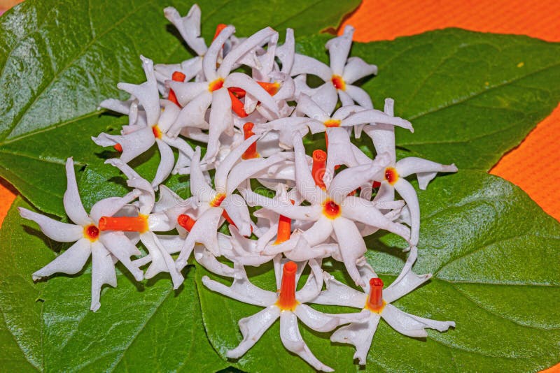 Fleurs de Shiuli ou jasmin à fleurs nocturnes sur feuilles vertes photos libres de droits Fleurs de Shiuli ou jasmin à fleurs nocturnes sur feuilles vertes photos libres de droits