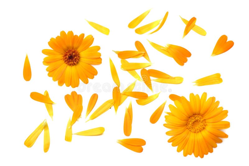 Fleurs de souci avec des pétales d'isolement sur le fond blanc Fleur de Calendula Vue supérieure images stock